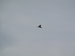 SX20984 Kestrel (Falco tinnunculus).jpg